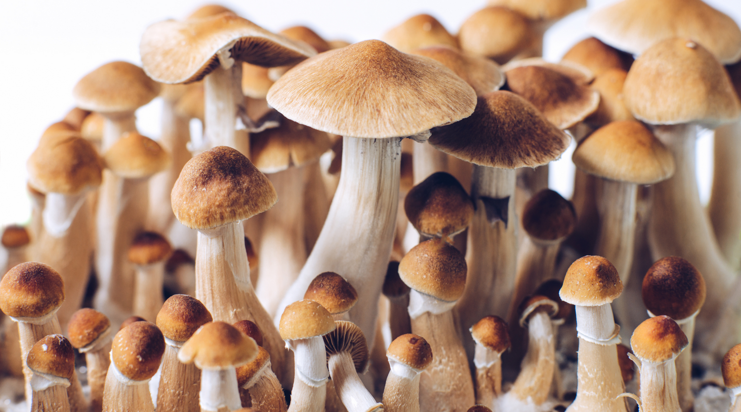 Golden Teacher Mushroom: A Journey Through History and Characteristics