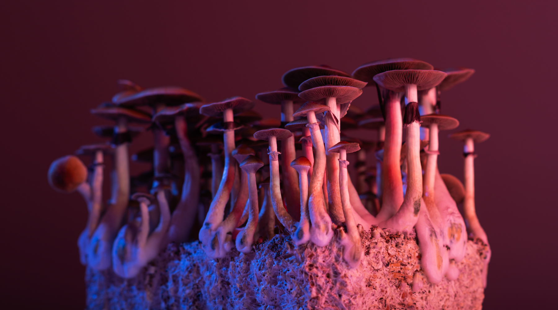 golden teacher mushroom growing on block with lighting