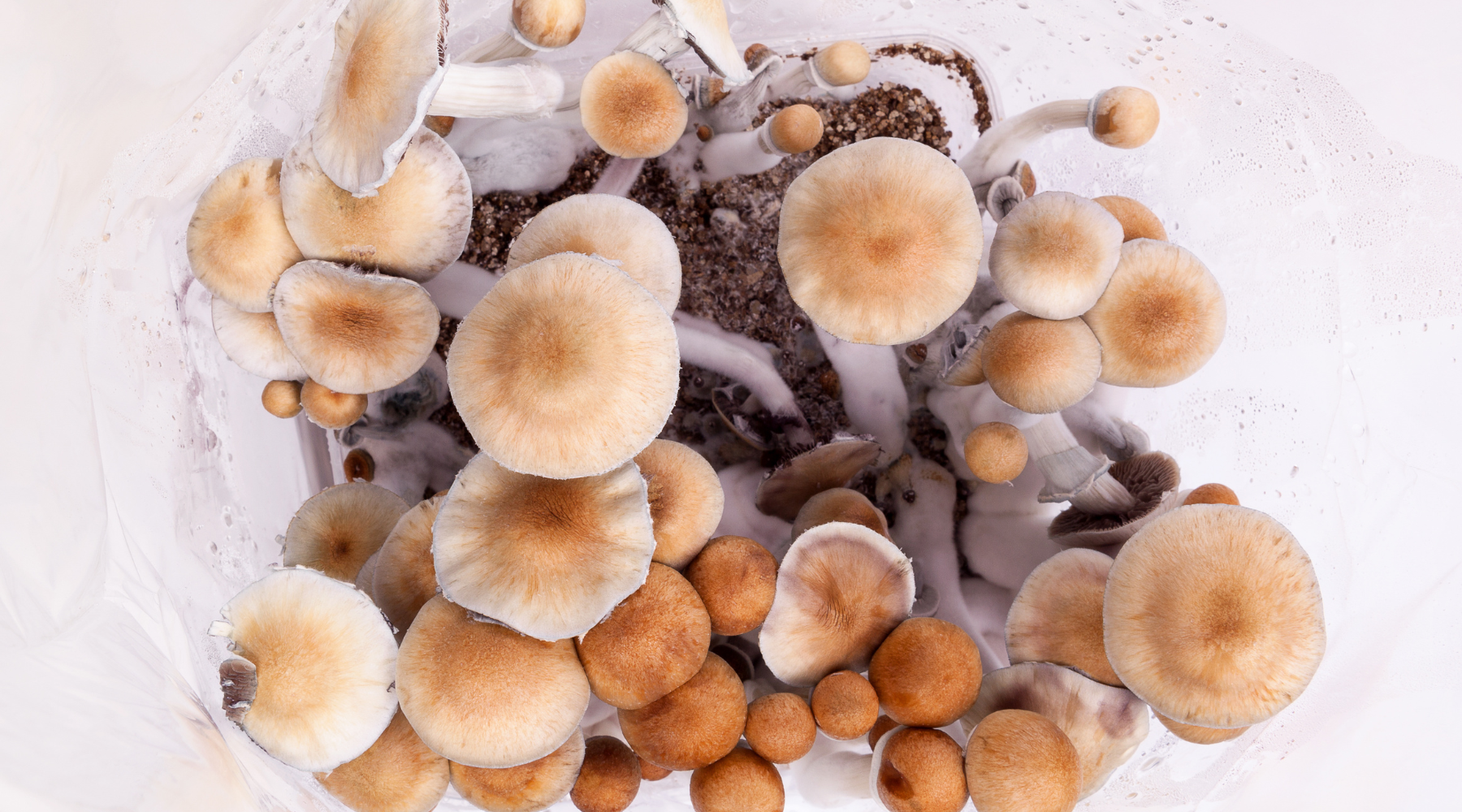 Complete Guide to Using Mushroom Grow Bags for High Yields