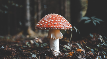 amanita muscaria mushroom