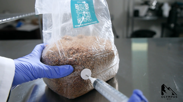 inoculating sterilized grain bag for mushroom spawn 