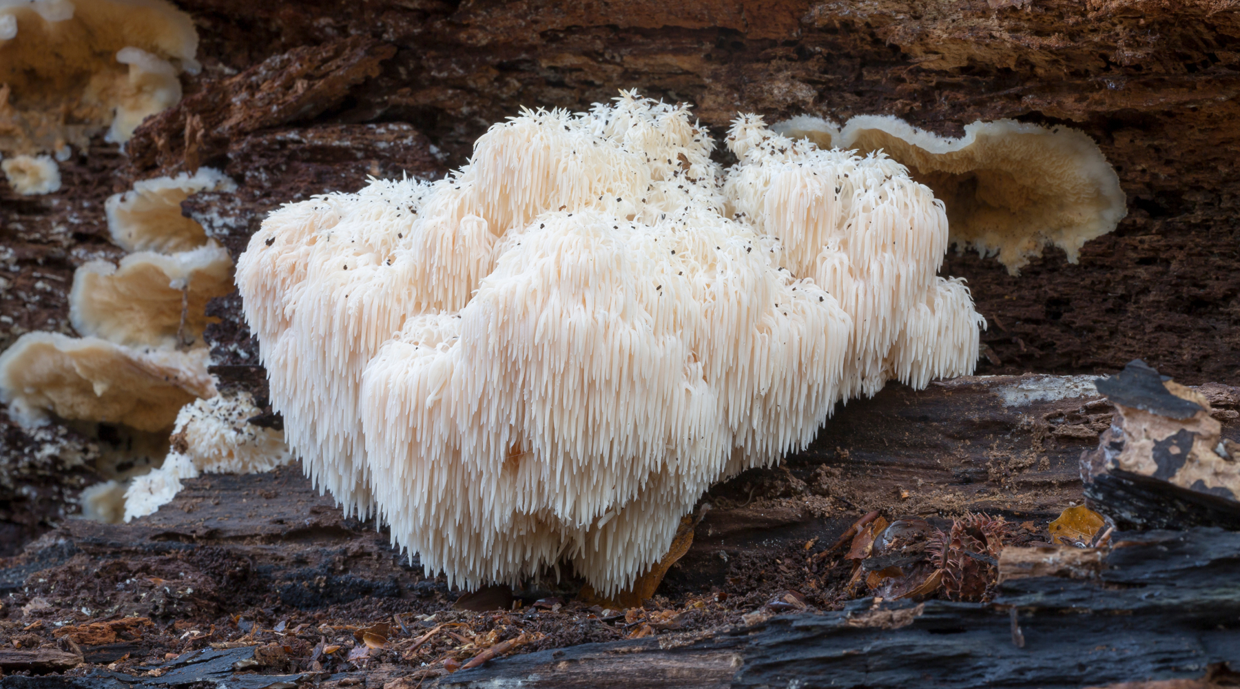lions mane growing in the wild