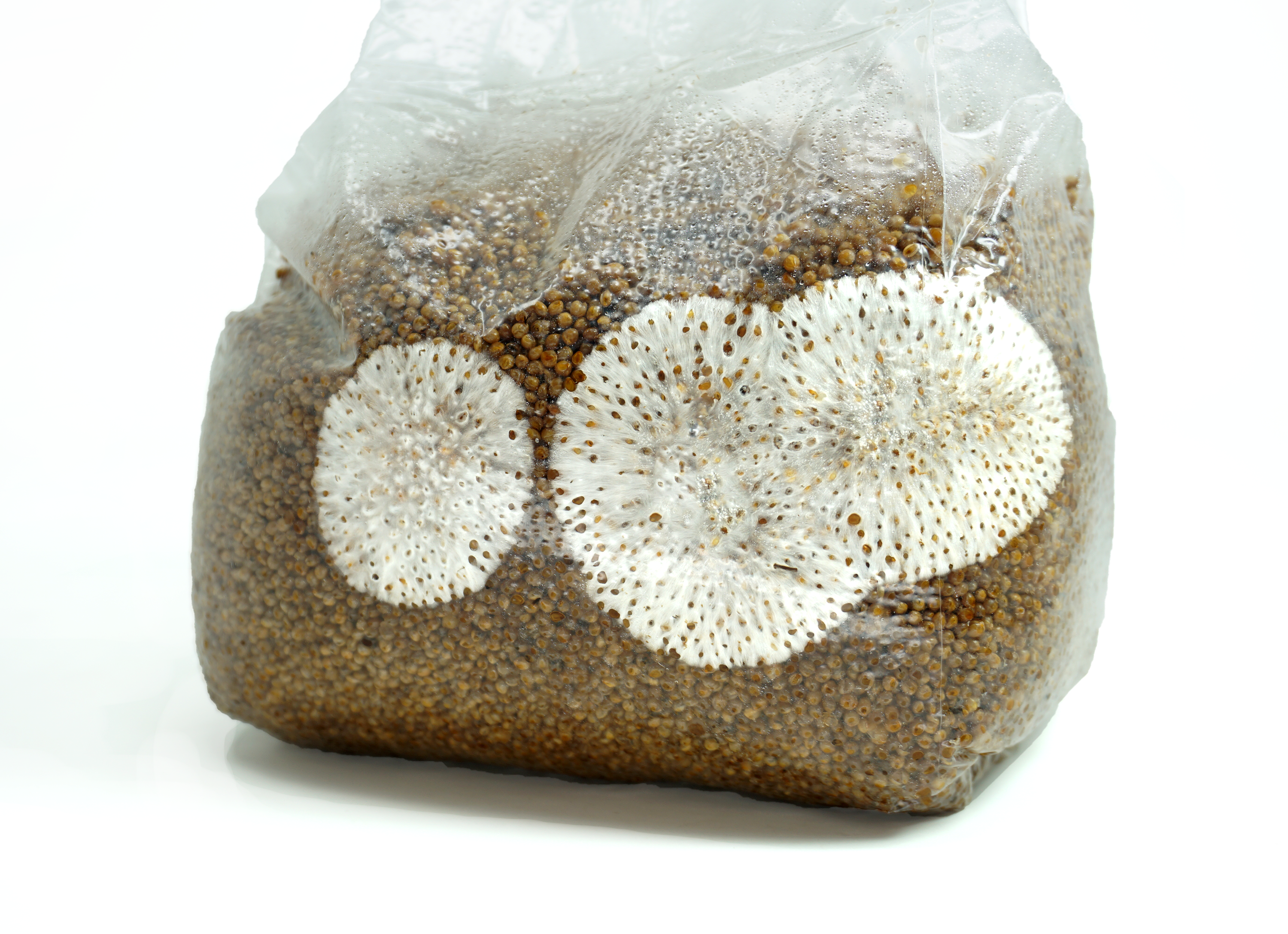 Special Polymer Plain Plastic Mushroom Growing Bag, Capacity: 10-20 kg,  Thickness: 50 Micron And Above at Rs 180/kg in Dehradun